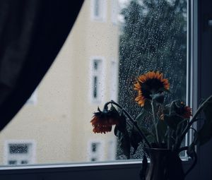 Preview wallpaper sunflowers, flowers, vase, window, rain
