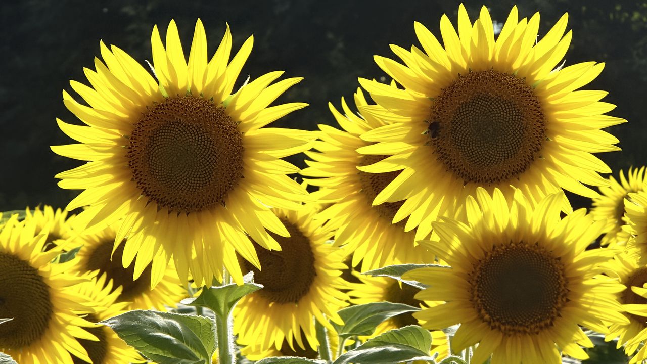 Wallpaper sunflowers, flowers, yellow, bee