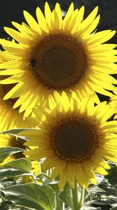 Preview wallpaper sunflowers, flowers, yellow, bee