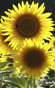 Preview wallpaper sunflowers, flowers, yellow, bee