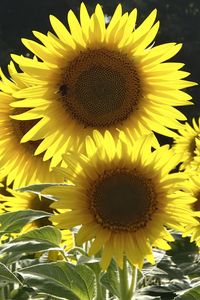 Preview wallpaper sunflowers, flowers, yellow, bee