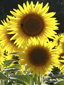 Preview wallpaper sunflowers, flowers, yellow, bee