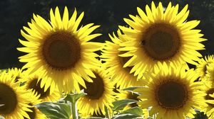 Preview wallpaper sunflowers, flowers, yellow, bee