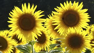 Preview wallpaper sunflowers, flowers, yellow, bee