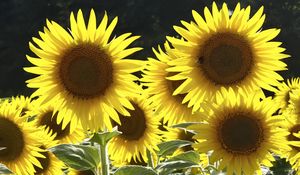 Preview wallpaper sunflowers, flowers, yellow, bee