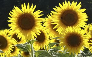 Preview wallpaper sunflowers, flowers, yellow, bee