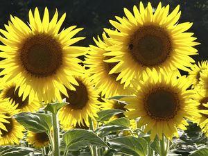 Preview wallpaper sunflowers, flowers, yellow, bee