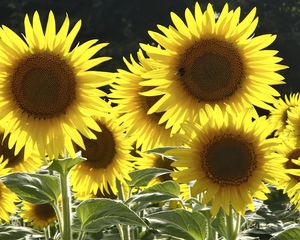 Preview wallpaper sunflowers, flowers, yellow, bee