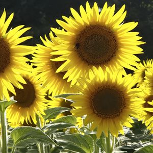 Preview wallpaper sunflowers, flowers, yellow, bee
