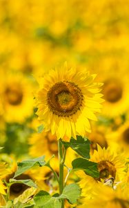 Preview wallpaper sunflowers, flowers, yellow, field, bloom