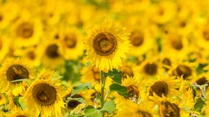 Preview wallpaper sunflowers, flowers, yellow, field, bloom