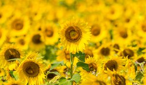 Preview wallpaper sunflowers, flowers, yellow, field, bloom