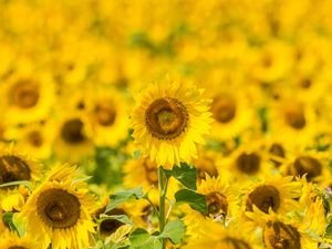 Preview wallpaper sunflowers, flowers, yellow, field, bloom