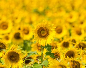 Preview wallpaper sunflowers, flowers, yellow, field, bloom