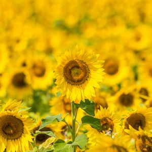 Preview wallpaper sunflowers, flowers, yellow, field, bloom
