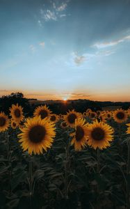 Preview wallpaper sunflowers, flowers, yellow, field, sunset