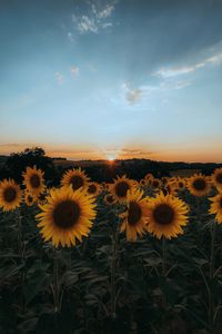 Preview wallpaper sunflowers, flowers, yellow, field, sunset