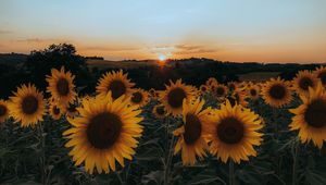 Preview wallpaper sunflowers, flowers, yellow, field, sunset