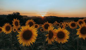 Preview wallpaper sunflowers, flowers, yellow, field, sunset