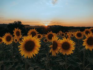 Preview wallpaper sunflowers, flowers, yellow, field, sunset