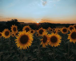 Preview wallpaper sunflowers, flowers, yellow, field, sunset