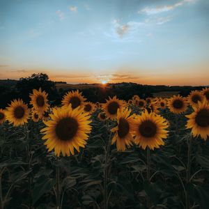 Preview wallpaper sunflowers, flowers, yellow, field, sunset