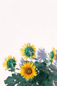 Preview wallpaper sunflowers, flowers, yellow, plant