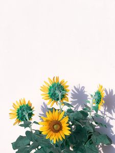 Preview wallpaper sunflowers, flowers, yellow, plant