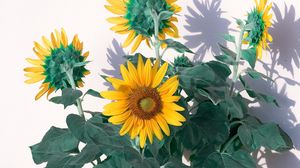 Preview wallpaper sunflowers, flowers, yellow, plant