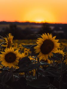 Preview wallpaper sunflowers, flowers, yellow, field, sunset