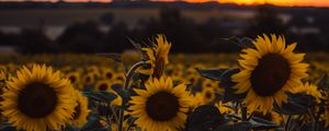 Preview wallpaper sunflowers, flowers, yellow, field, sunset