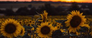 Preview wallpaper sunflowers, flowers, yellow, field, sunset