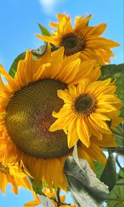 Preview wallpaper sunflowers, flowers, yellow, petals
