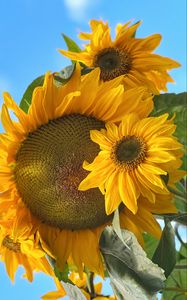 Preview wallpaper sunflowers, flowers, yellow, petals