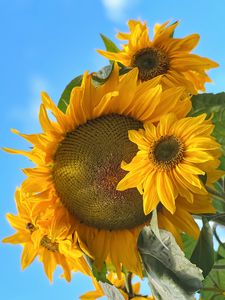 Preview wallpaper sunflowers, flowers, yellow, petals