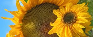 Preview wallpaper sunflowers, flowers, yellow, petals