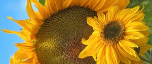 Preview wallpaper sunflowers, flowers, yellow, petals