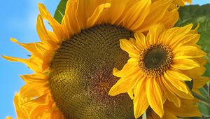 Preview wallpaper sunflowers, flowers, yellow, petals