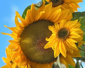 Preview wallpaper sunflowers, flowers, yellow, petals