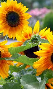 Preview wallpaper sunflowers, garden, summer, greens