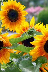 Preview wallpaper sunflowers, garden, summer, greens