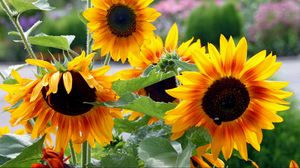 Preview wallpaper sunflowers, garden, summer, greens