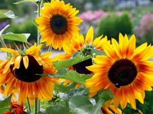 Preview wallpaper sunflowers, garden, summer, greens