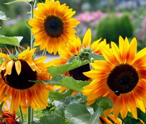 Preview wallpaper sunflowers, garden, summer, greens