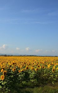 Preview wallpaper sunflowers, grass, sky, summer