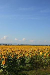 Preview wallpaper sunflowers, grass, sky, summer