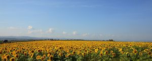 Preview wallpaper sunflowers, grass, sky, summer