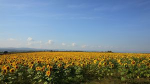 Preview wallpaper sunflowers, grass, sky, summer