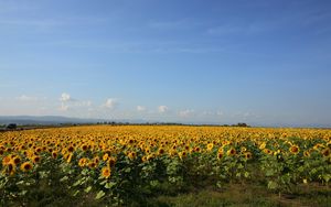 Preview wallpaper sunflowers, grass, sky, summer