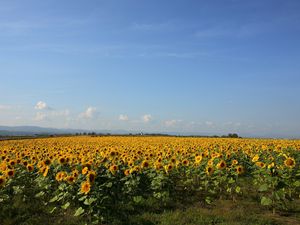 Preview wallpaper sunflowers, grass, sky, summer